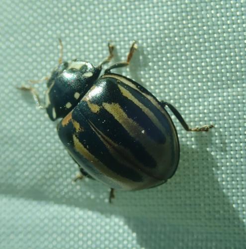 Réf. 241 094 : Anatis ocellata